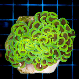 1063 Euphyllia Ancora