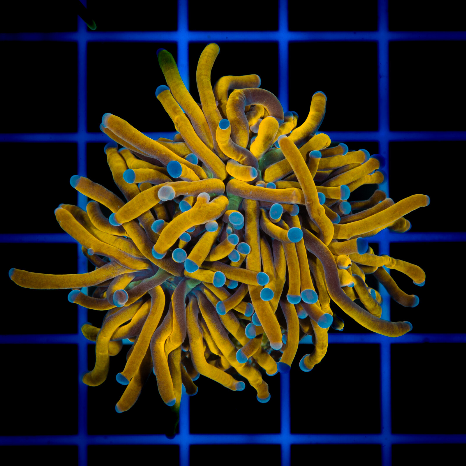 1083 Euphyllia Glabrescens Gold 3h