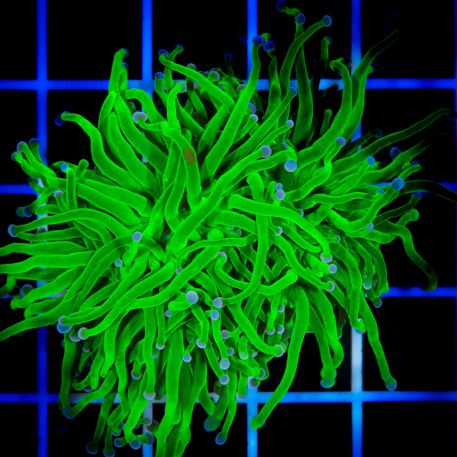 1089 Euphyllia Toxic Green 3h