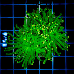 1093 Euphyllia Toxic Green 2h