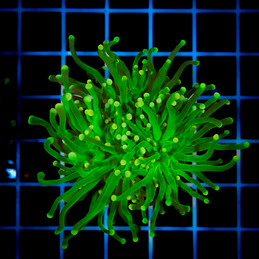 1095 Euphyllia Toxic Green