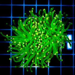 1096 Euphyllia Toxic Green 2h