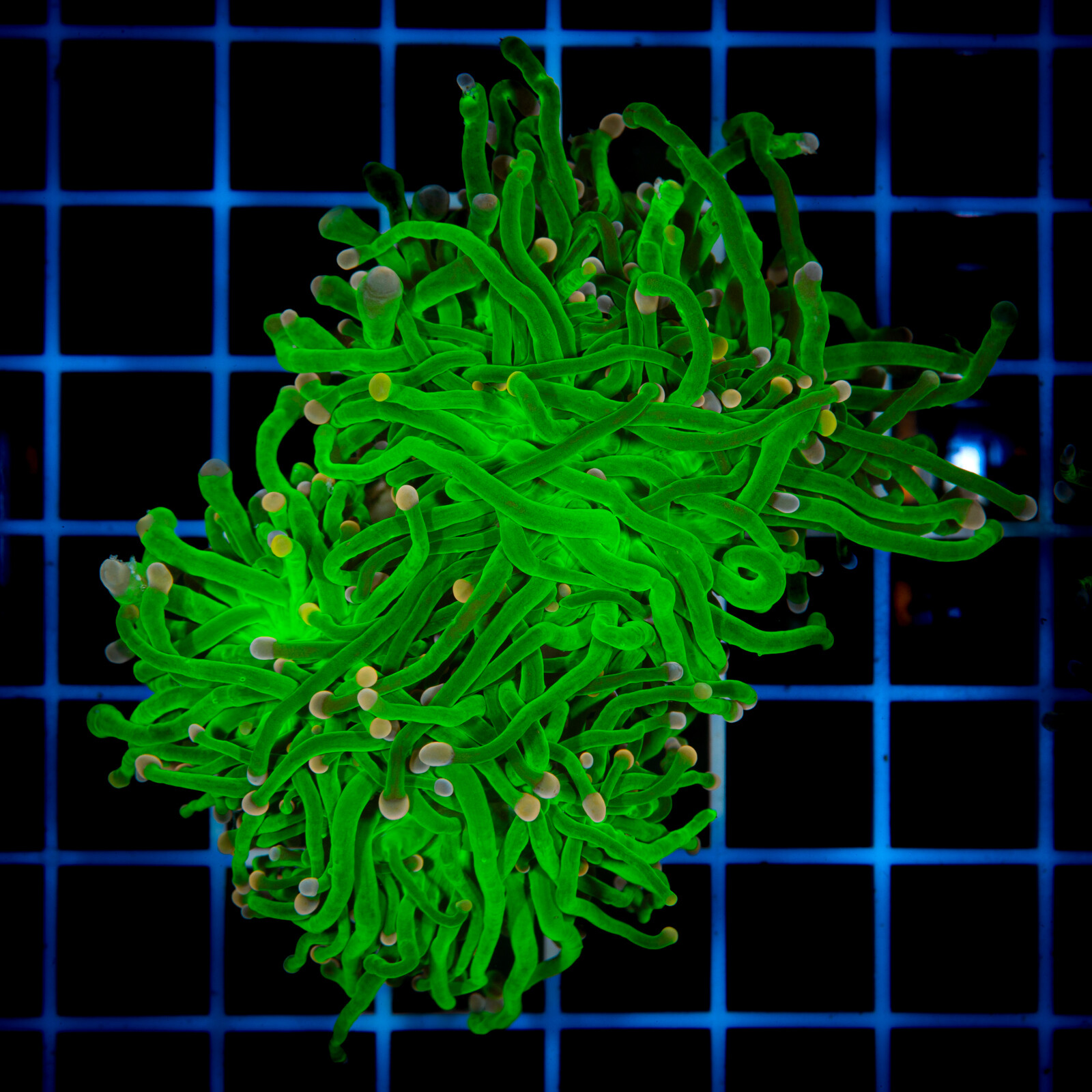 1101 Euphyllia Toxic Green 4h