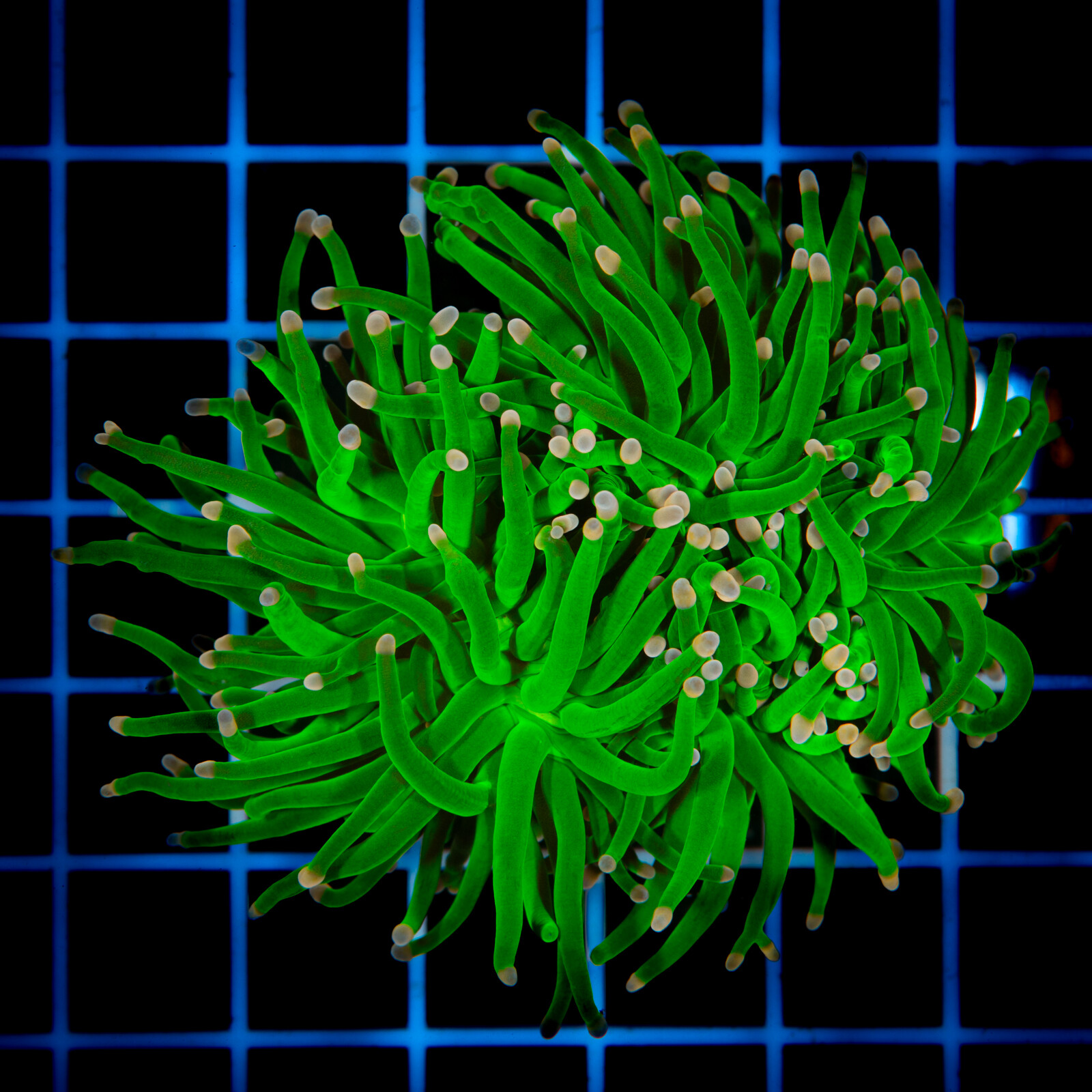 1103 Euphyllia Toxic Green 3h