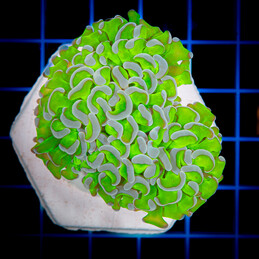 1137 Euphyllia Ancora