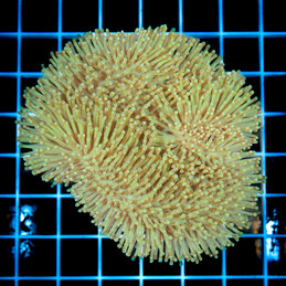 1140 Sarcophyton