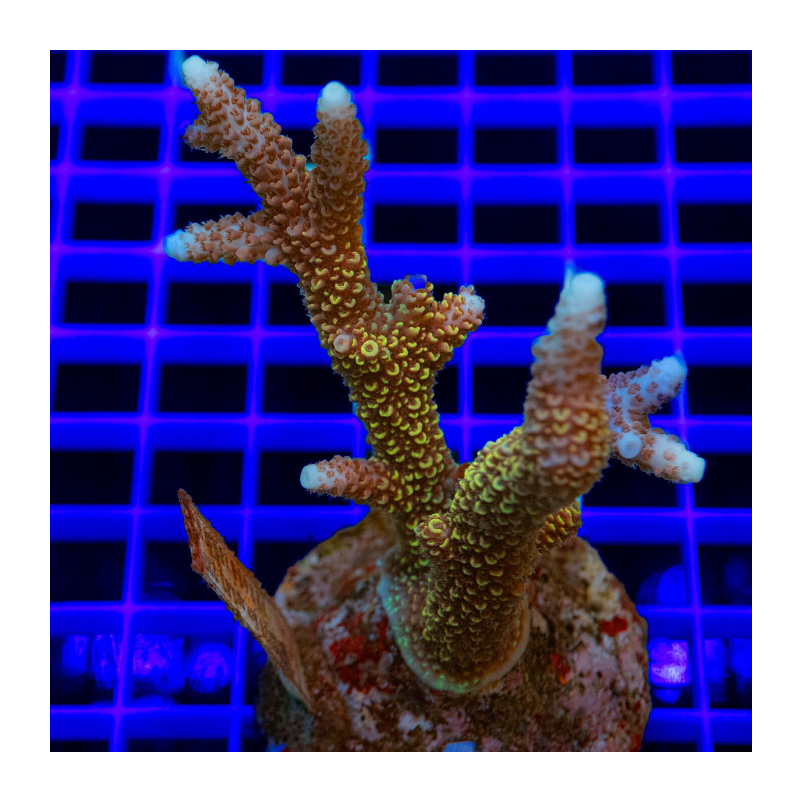 011 Acropora sp.