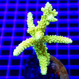 108 Acropora sp.