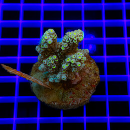 183 Acropora sp.