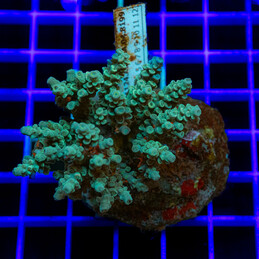 202 Acropora sp.