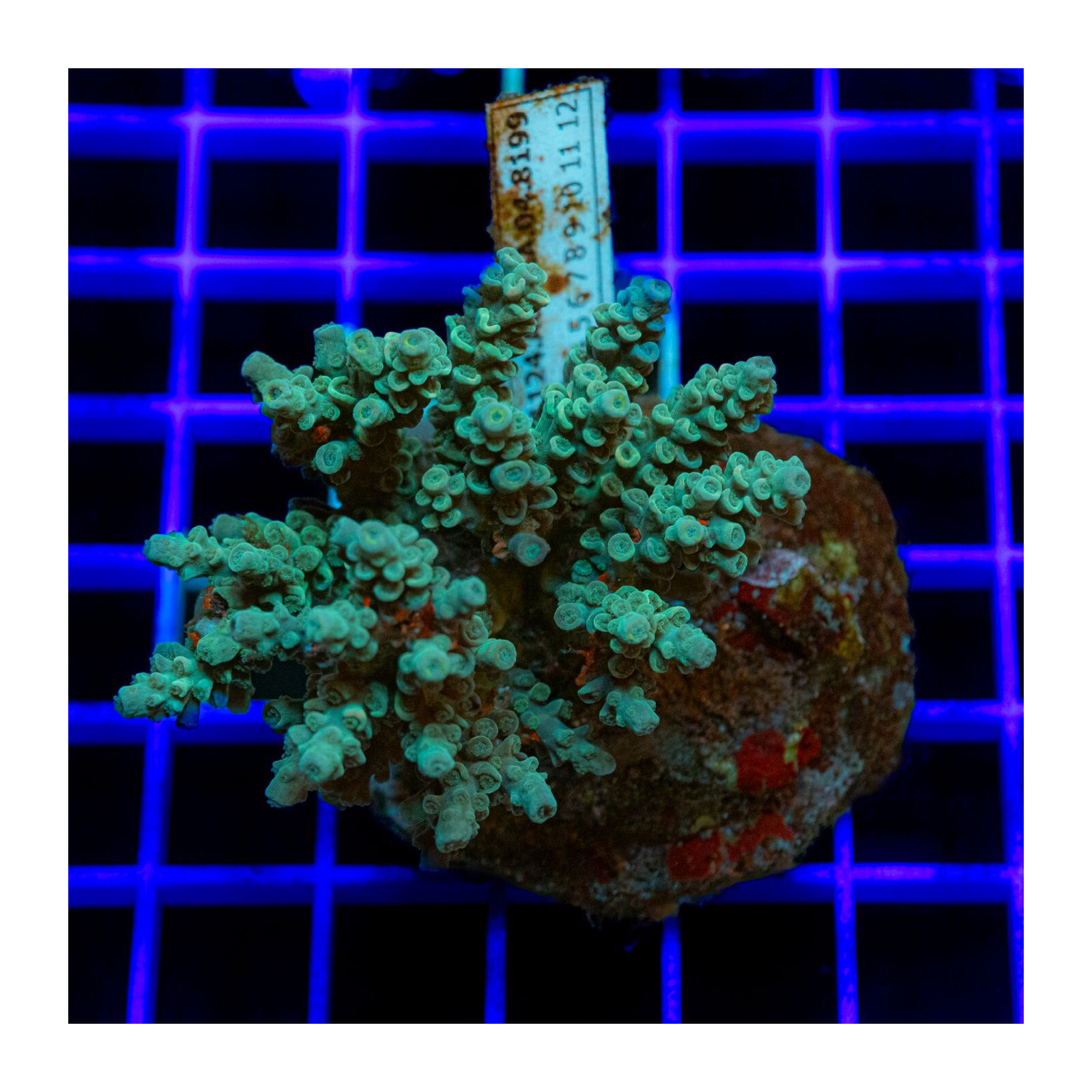 202 Acropora sp.