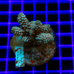 249 Acropora sp.