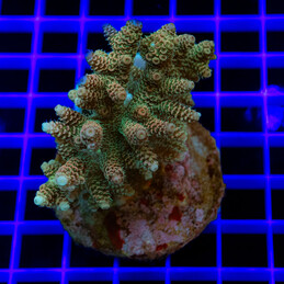 1599 Acropora sp.