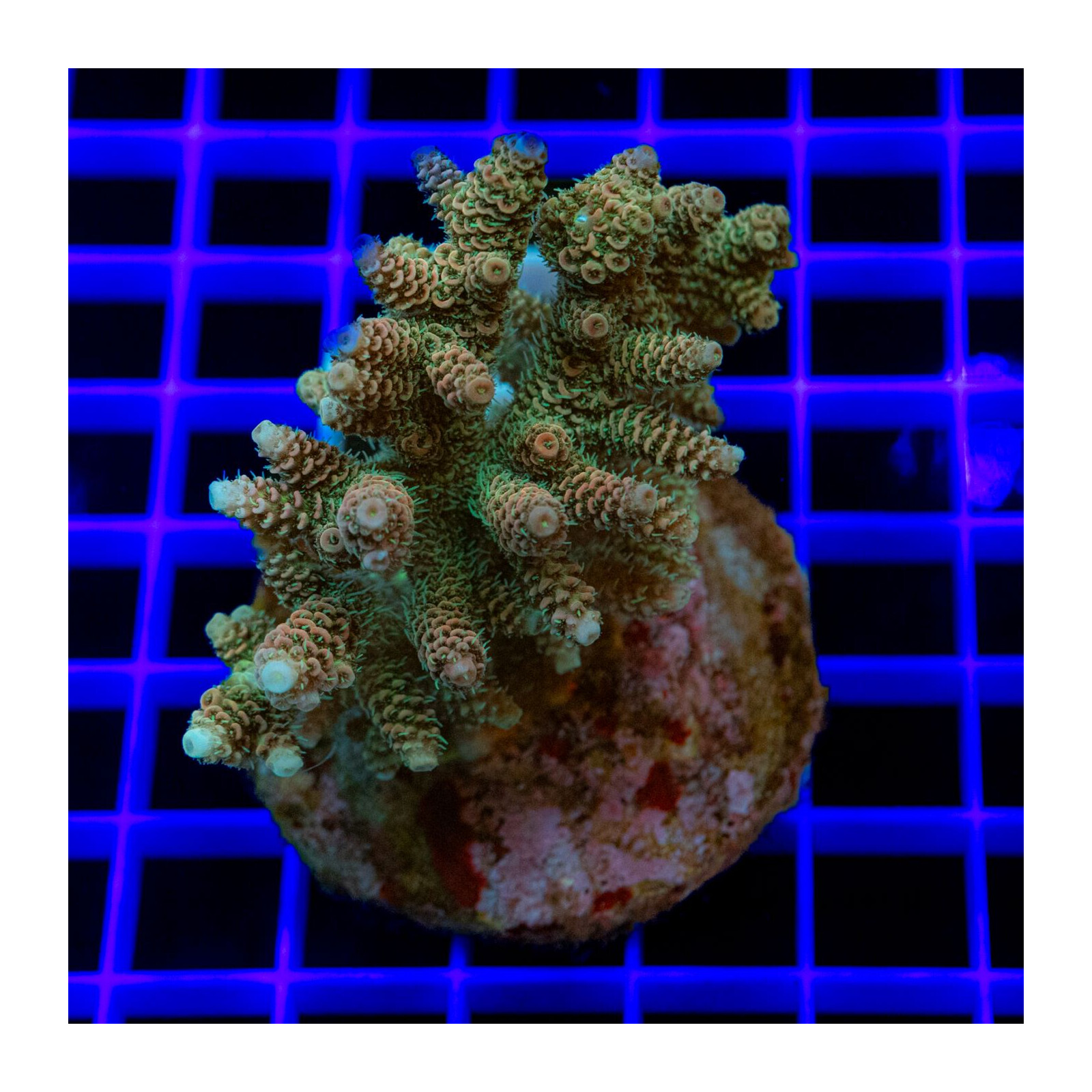 1599 Acropora sp.