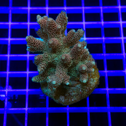 33 Acropora sp.