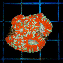 1209 Acanthastrea lordhowensis