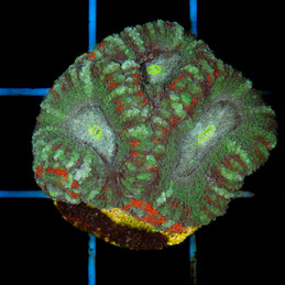 1212 Acanthastrea lordhowensis