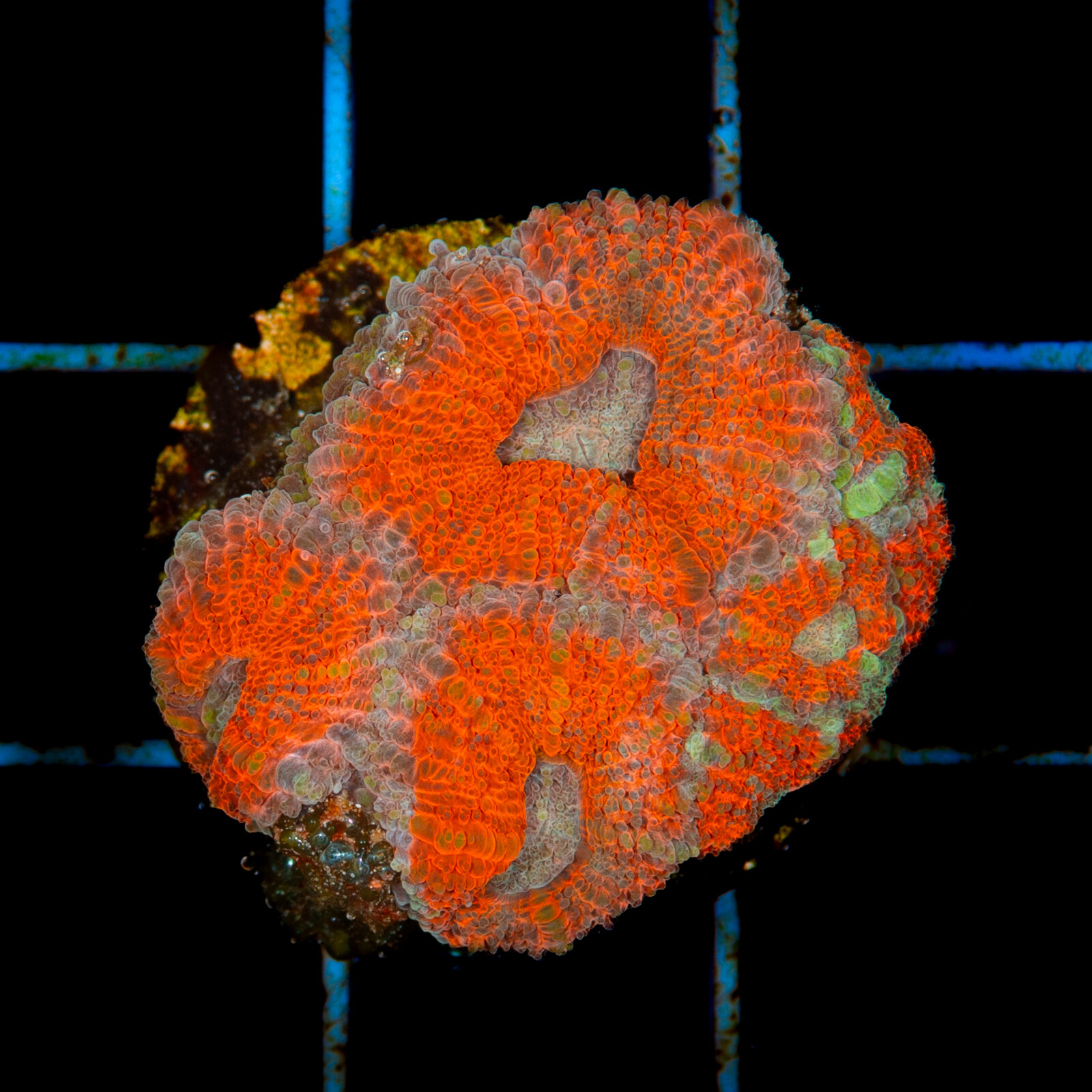 1215 Acanthastrea lordhowensis