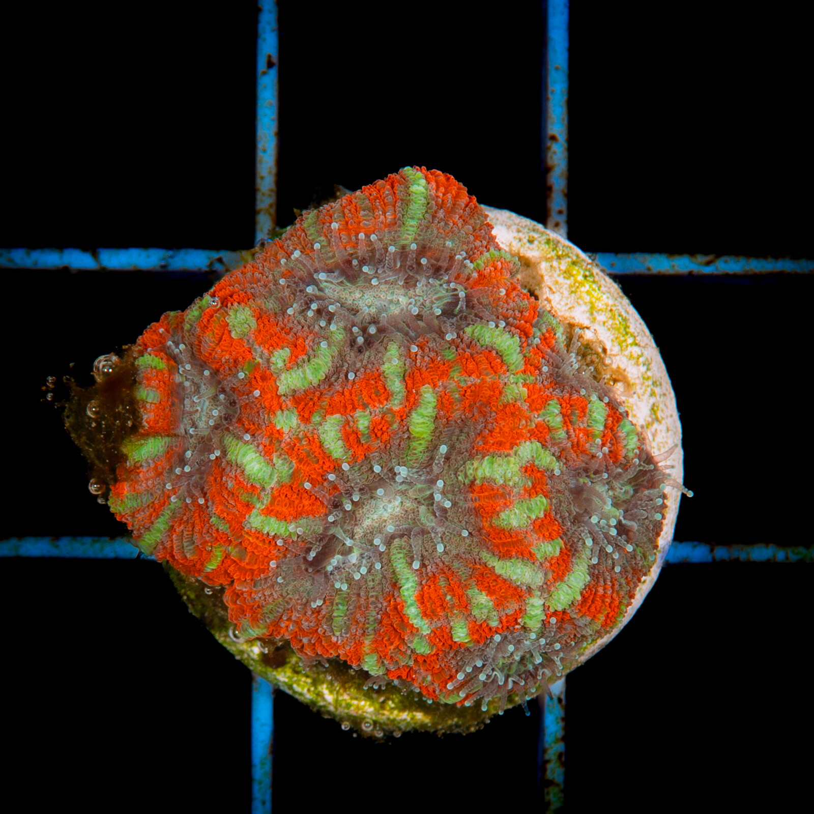 1219 Acanthastrea lordhowensis