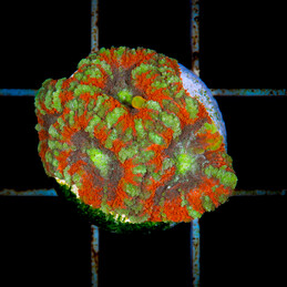 1220 Acanthastrea lordhowensis