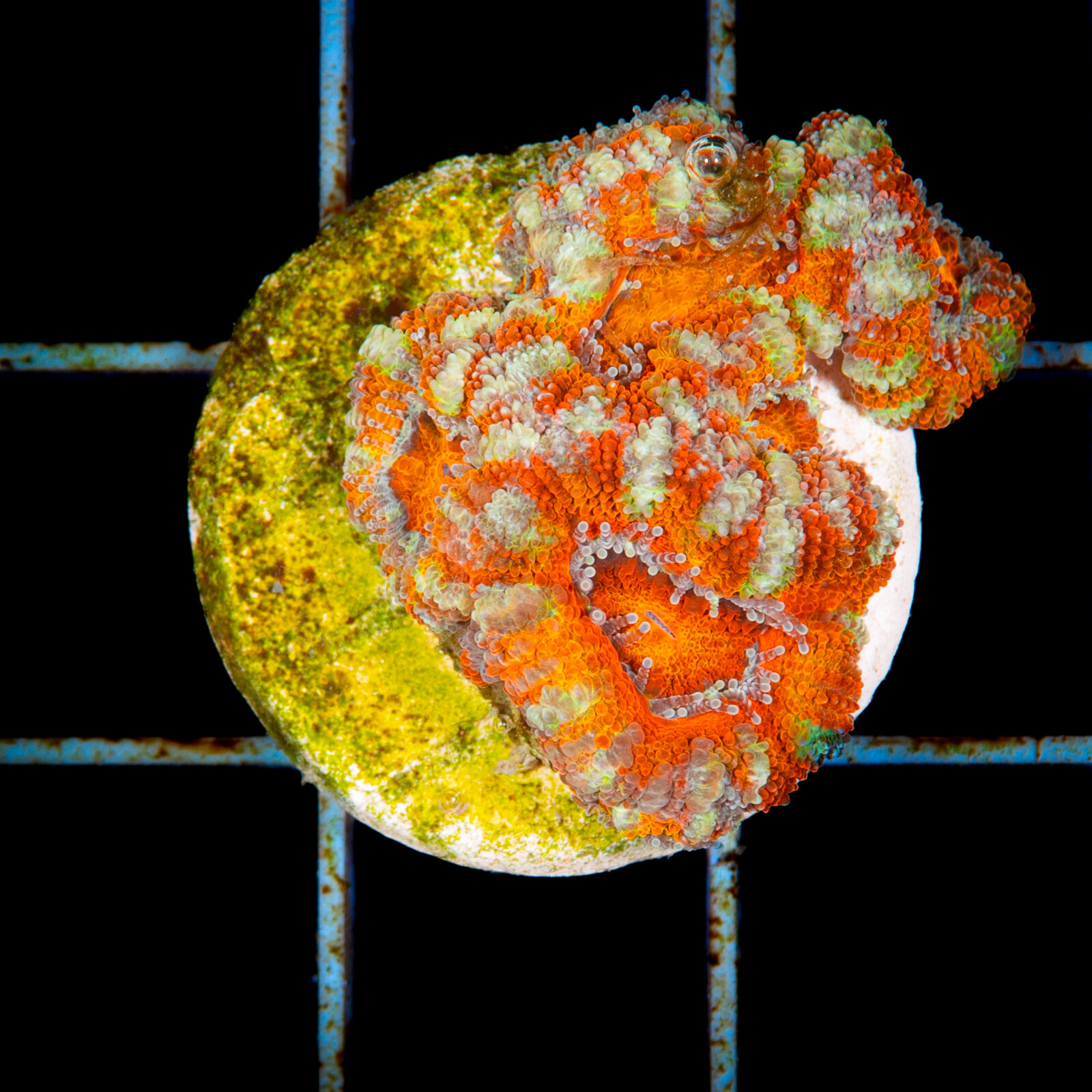 1222 Acanthastrea raiinbow ultra