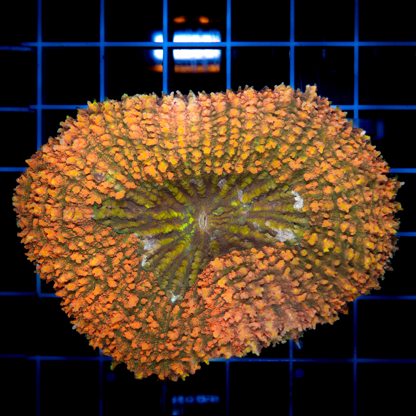 1247 Lobophyllia sp.