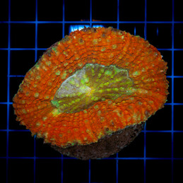 1248 Lobophyllia sp.