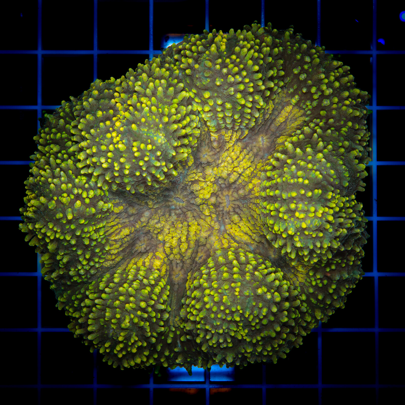 1249 Lobophyllia sp.