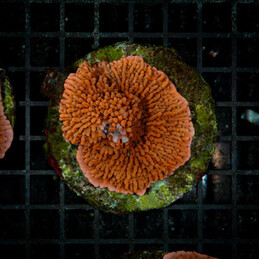 109 Montipora red