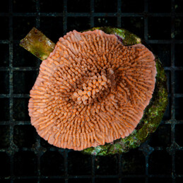 746 Montipora red