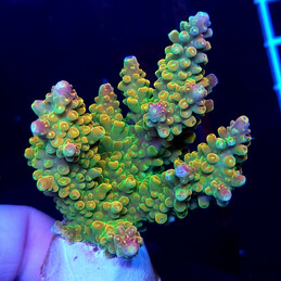 1226 Acropora