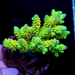 83 Acropora