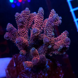 691 Acropora