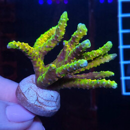 1195 Anacropora goldenrod