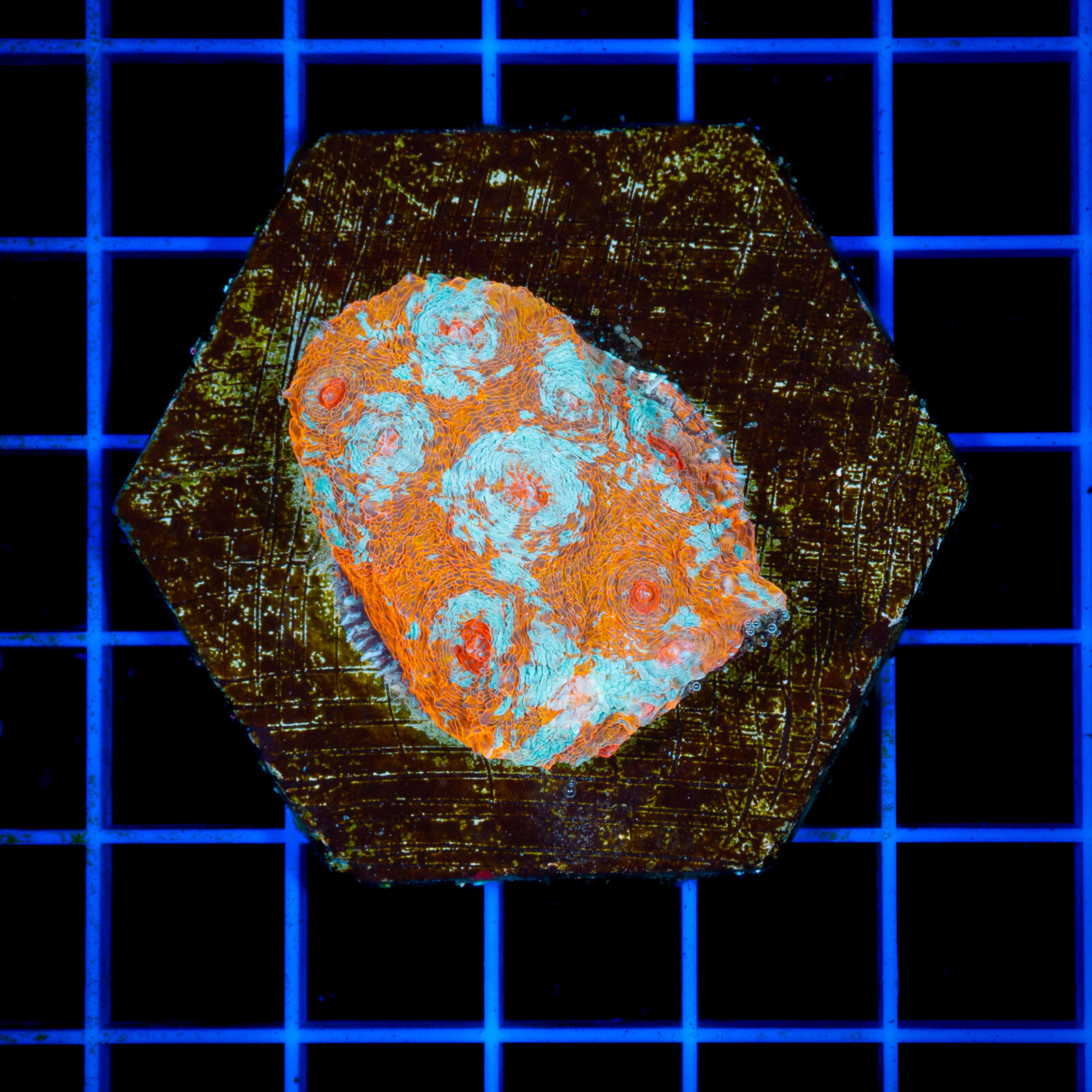 1288 Echinophyllia ultra orange