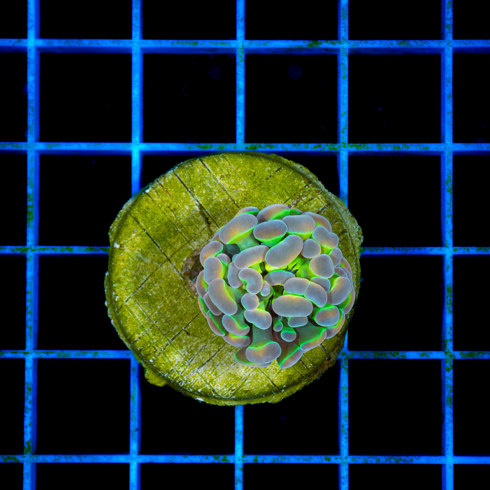 1296 Euphyllia paraancora Hologram