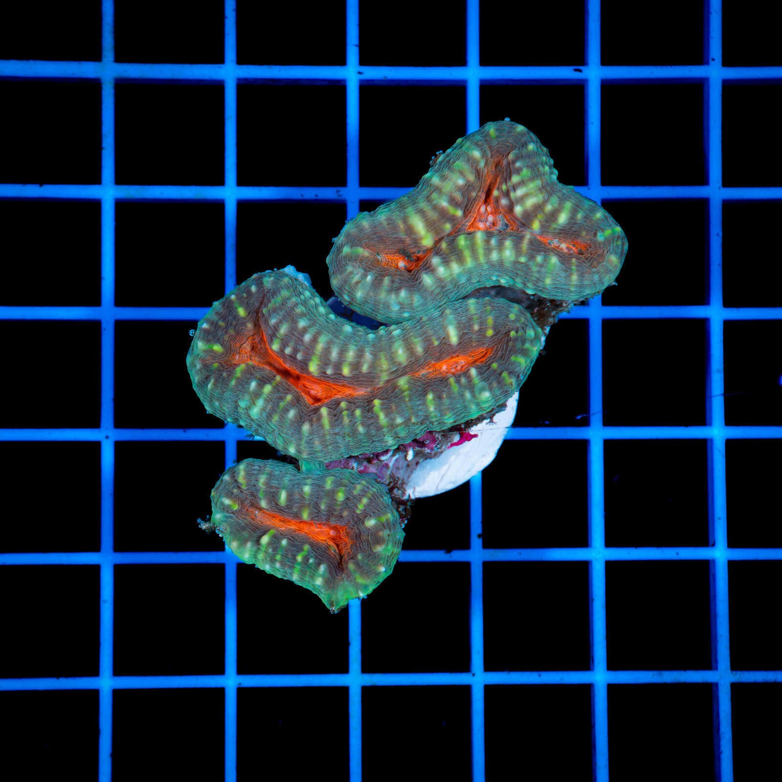 1326 Lobophyllia