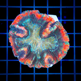 1340 Trachyphyllia