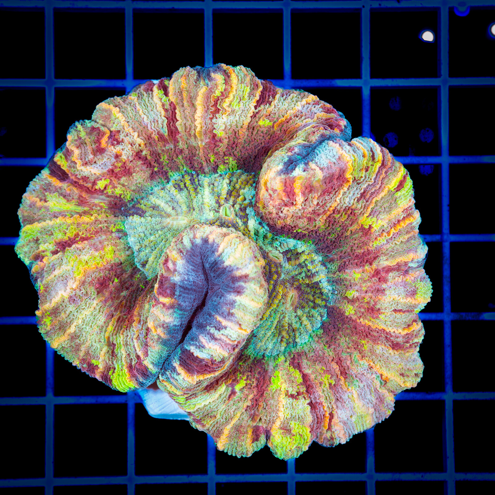 1341 Trachyphyllia