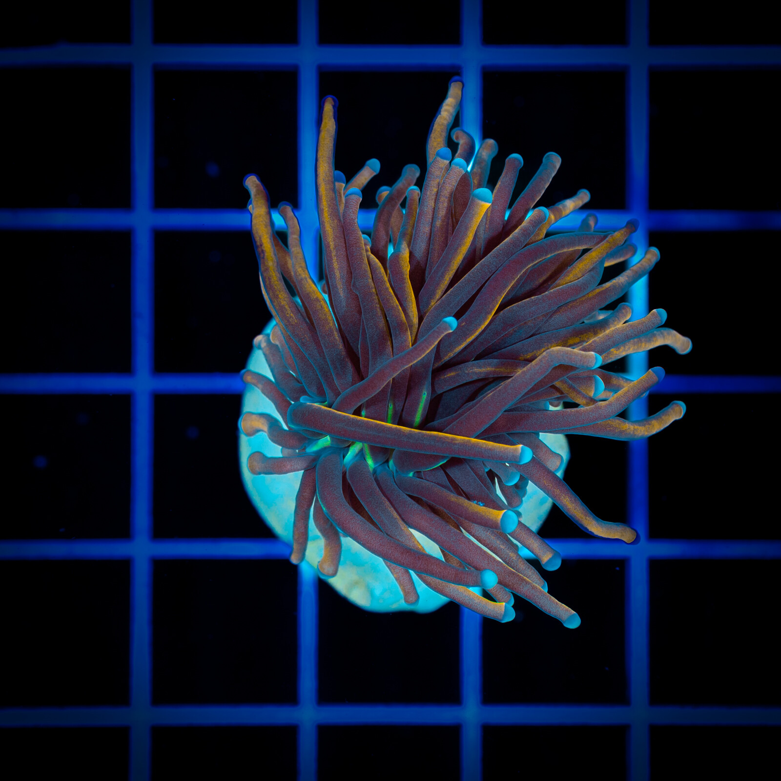 copy of 1130 Eyphyllia Paradivisa