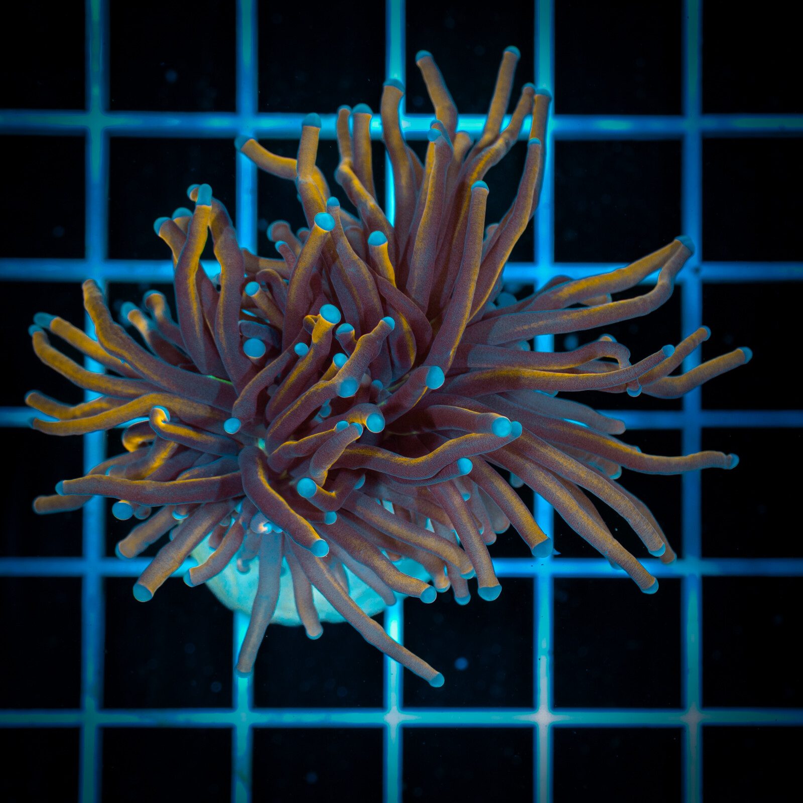 copy of 1130 Eyphyllia Paradivisa