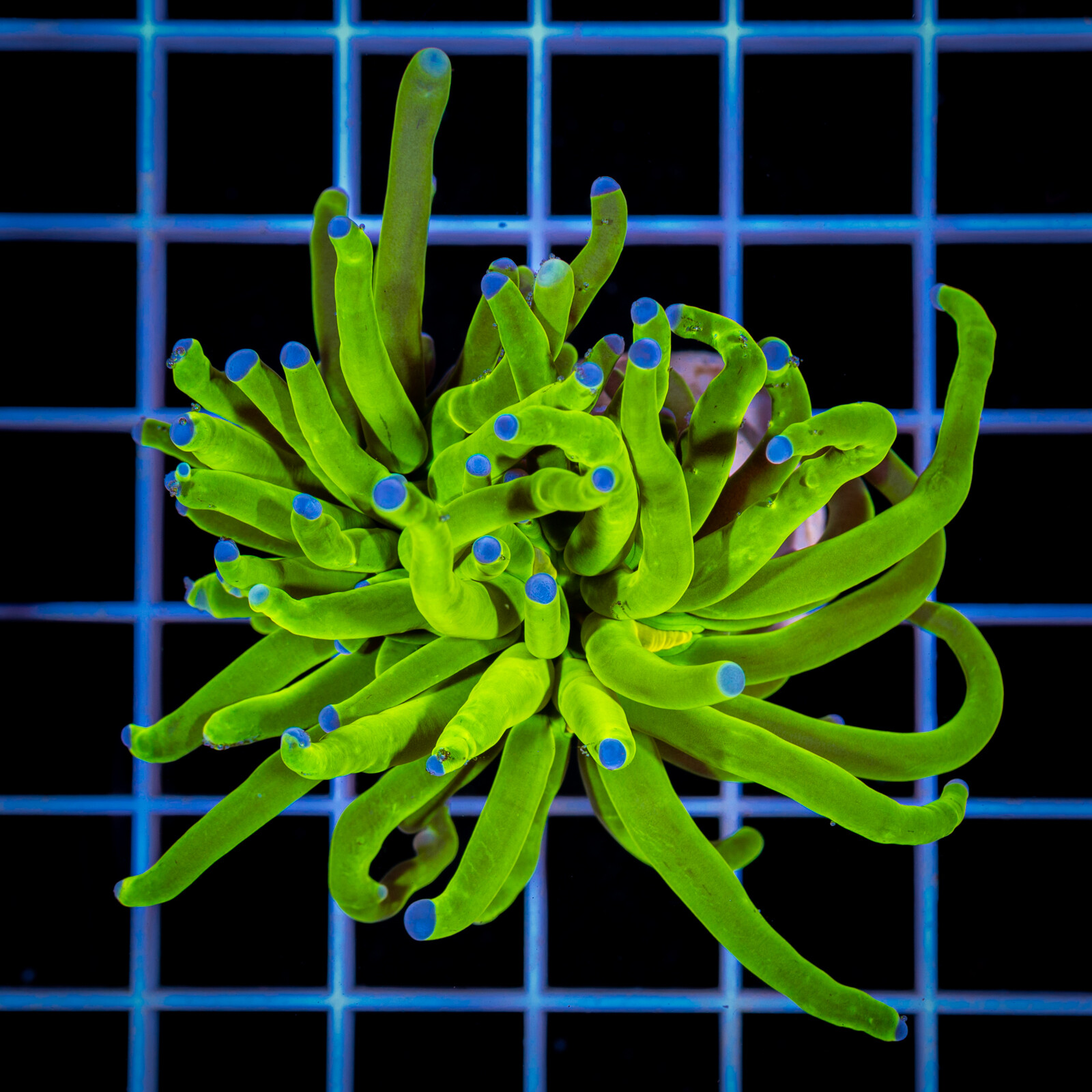 1355 Euphyllia glabrescens Super Toxic Green