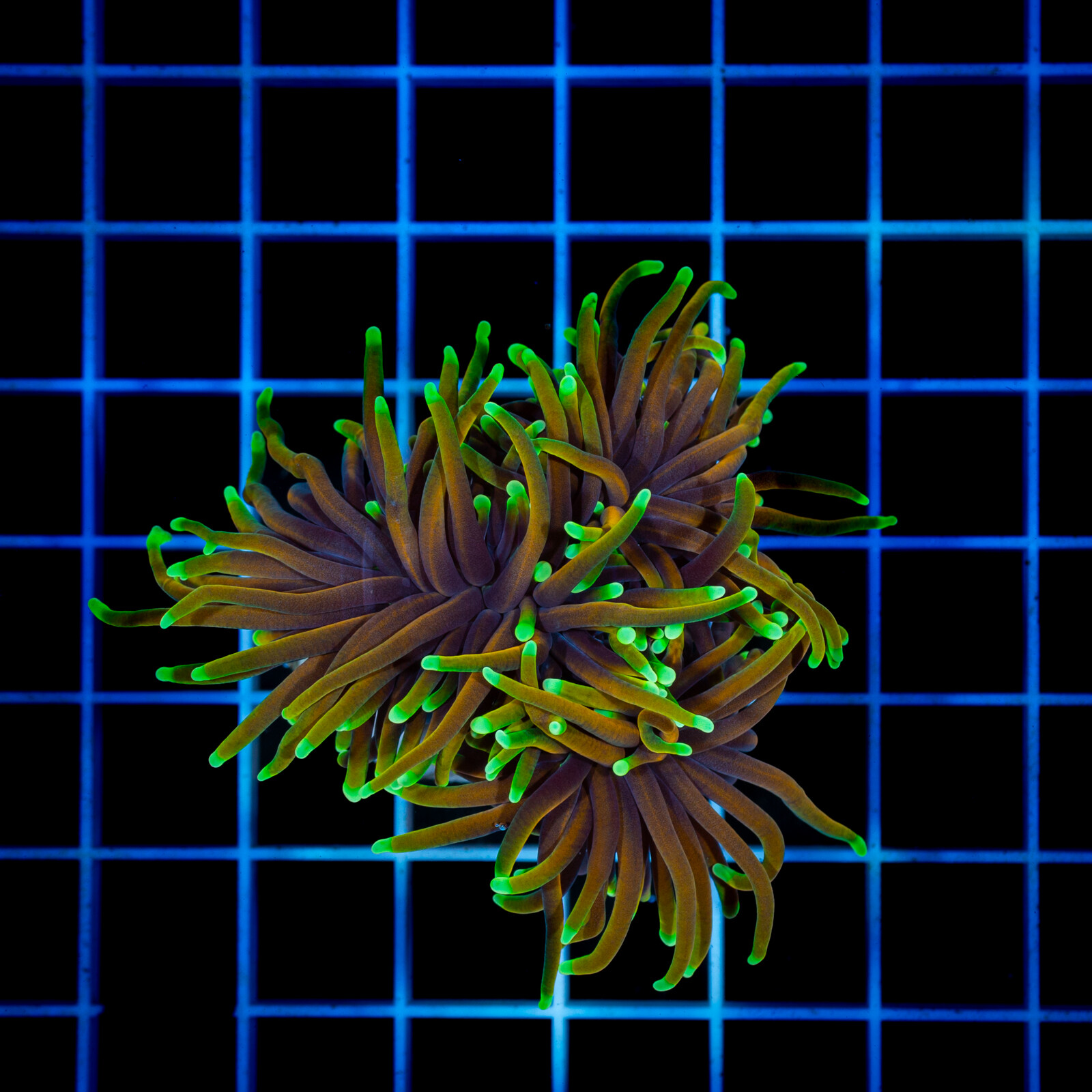 1360 Euphyllia glabrescens Hellfire 2H