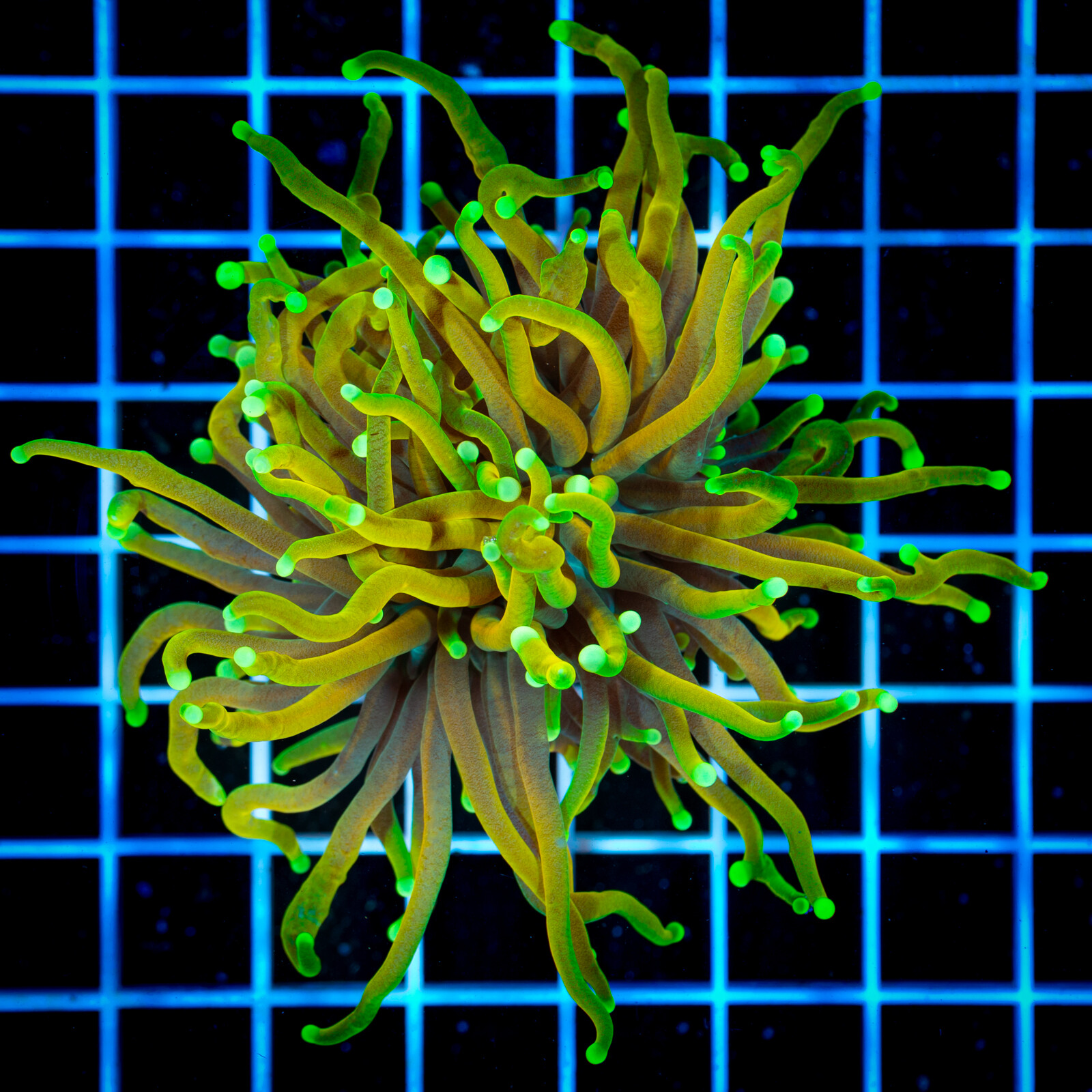 copy of 1130 Eyphyllia Paradivisa