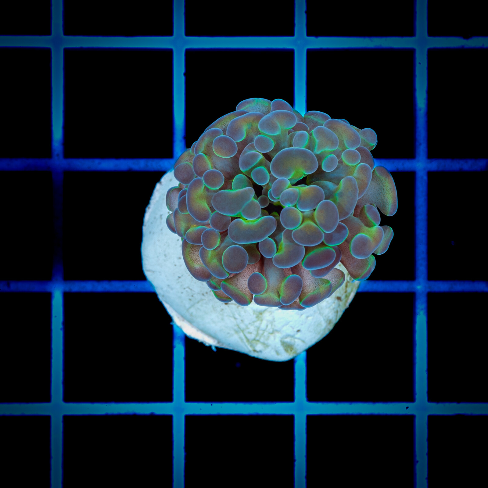 1379 Euphyllia paraancora Hologram