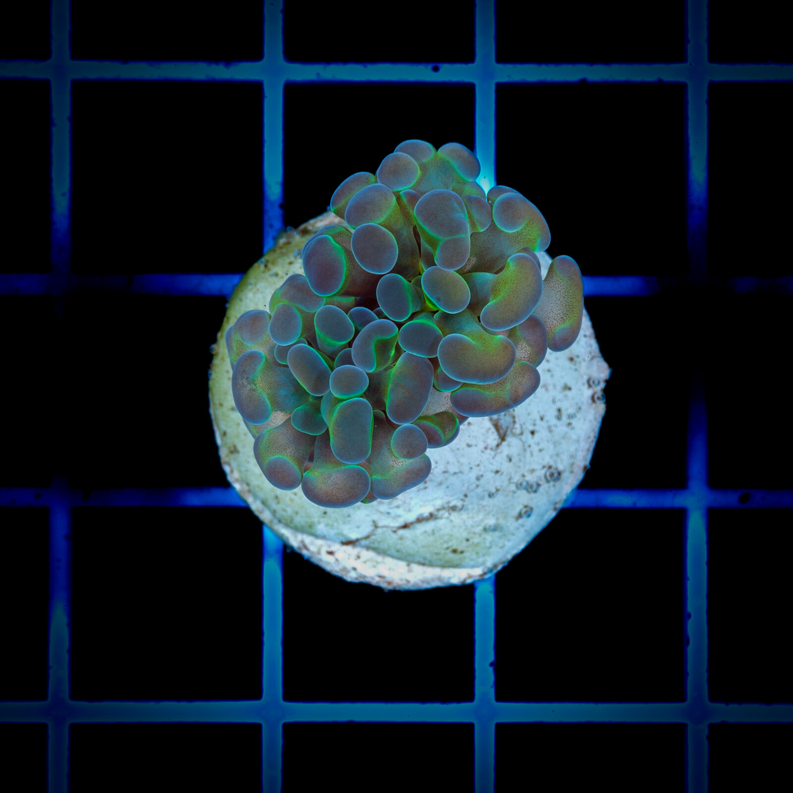 1382 Euphyllia paraancora Hologram