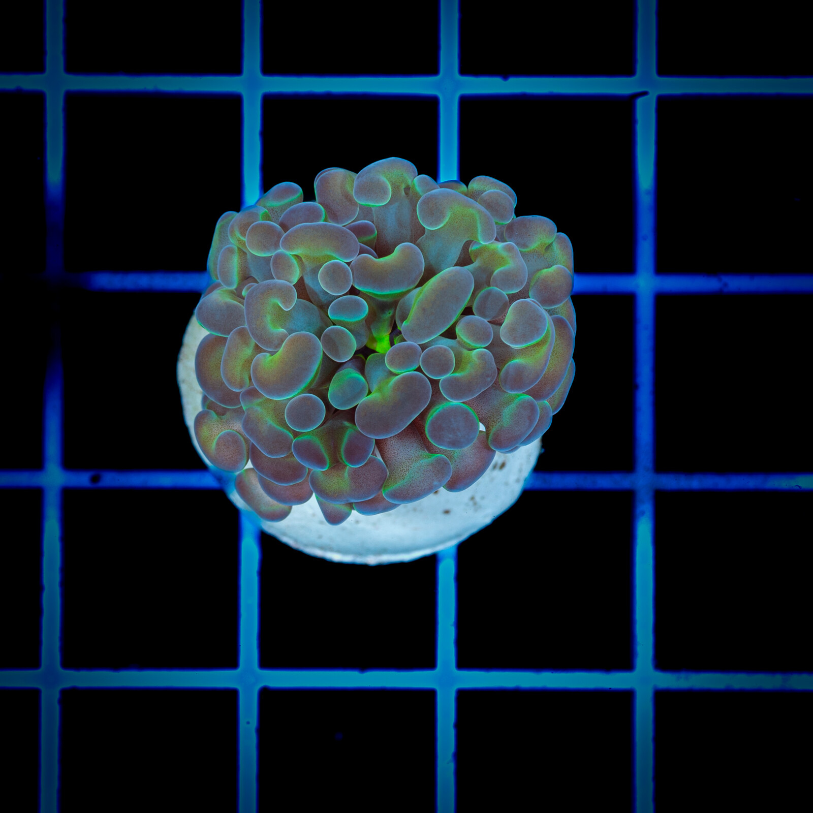 1383 Euphyllia paraancora Hologram