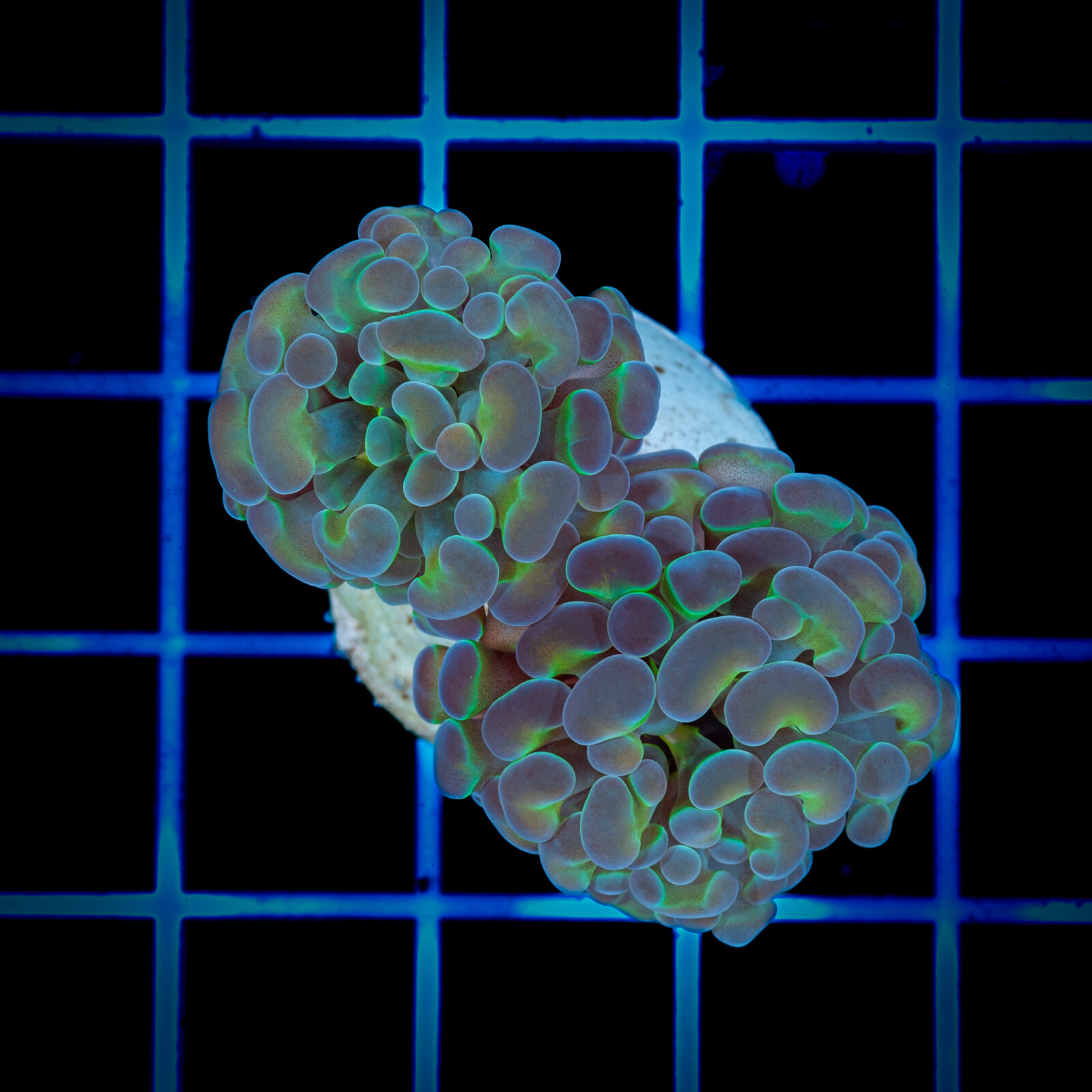 1385 Euphyllia paraancora Hologram 2H