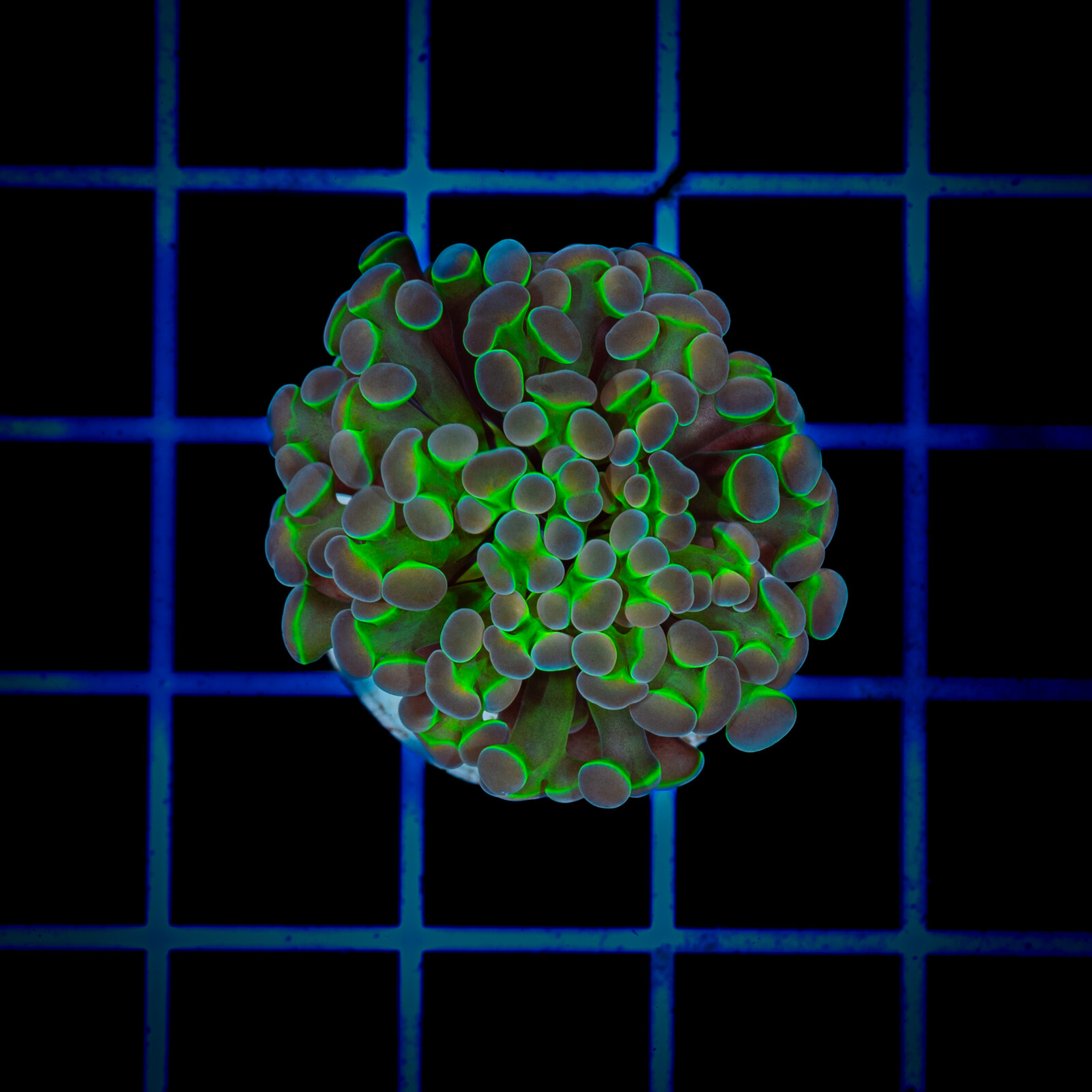 1387 Euphyllia paraancora Hologram