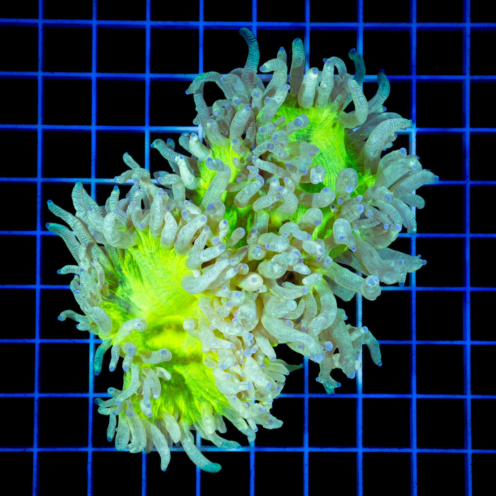 copy of 1130 Eyphyllia Paradivisa